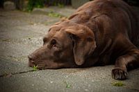 Labrador 