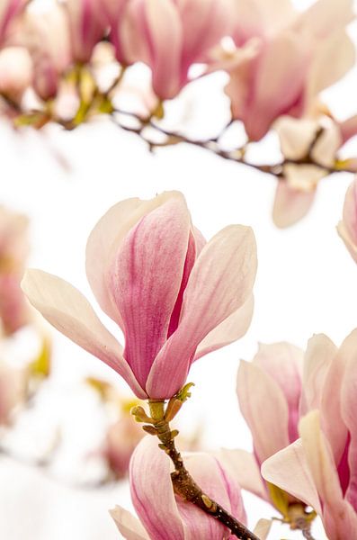 Frühlingsblumen von Idphotography