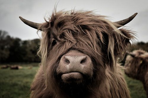 Highlander III écossais