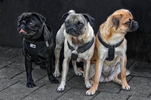 drie pugs