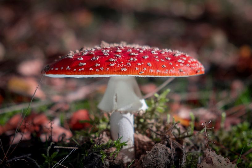 Agaric tue-mouches large et mince sur le sol de la forêt. par Noud de Greef