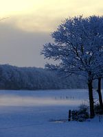 Ganzen op de vlucht in wintermorgen.  Geese in flight in winter .
