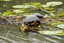 Turtles by Maaike Krimpenfort