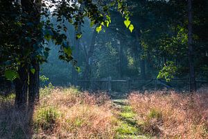 The Gate