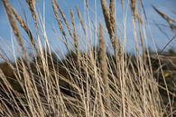 Herfstgras in de Wassenaarse duinen 2 van Ralph Mbekie thumbnail