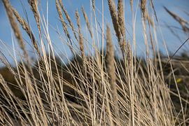 Autumn marram in the dunes at Meijendel Wassenaar