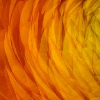 Orange 3