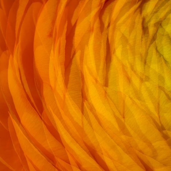 Orange 3 by Jose Gieskes