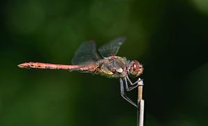 Libellule rouge