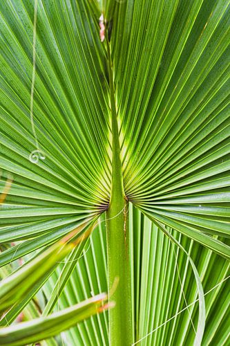 grüne Palmenblätter