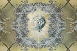 Die alte Seele der Wilden Möhre – Botanische Symmetrie | Digitale Fotokunst