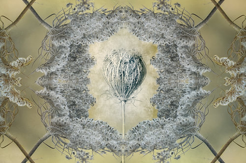 De Oude Ziel van Wilde Peen – Botanische Symmetrie | Digitale Fotokunst van ArtWorks Saranda in t Veld