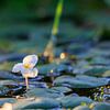 Bloeiende waterplant met dauw bij opkomende zon van Photo Henk van Dijk