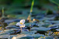 Bloeiende waterplant met dauw bij opkomende zon