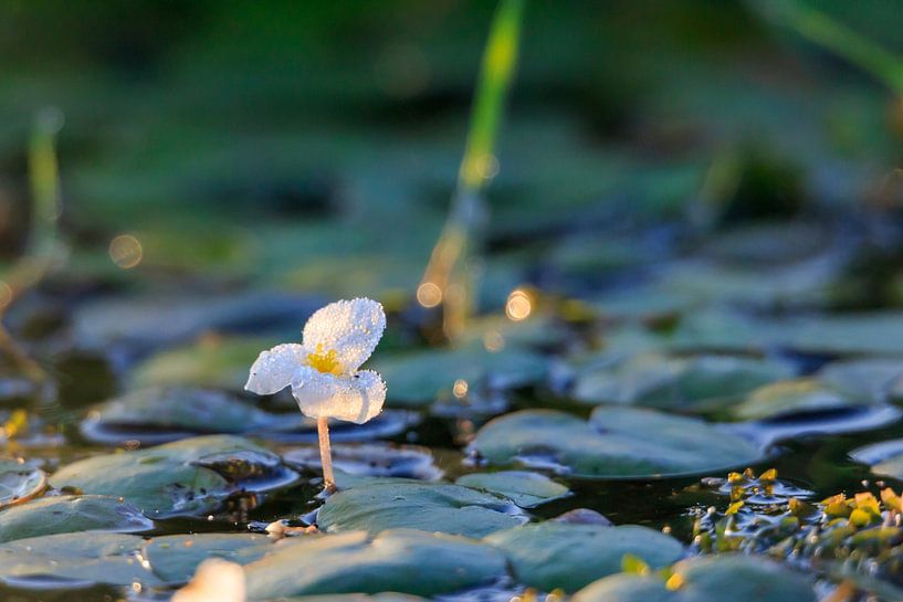 Flowering water plant with dew when the sun rises by Photo Henk van Dijk