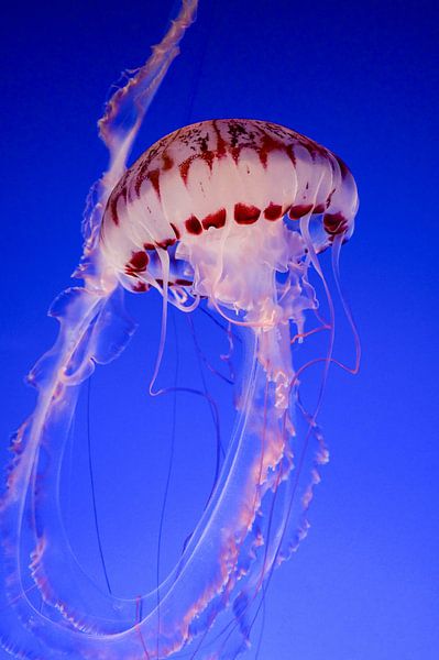 Sous la mer par Hello Pompoyo