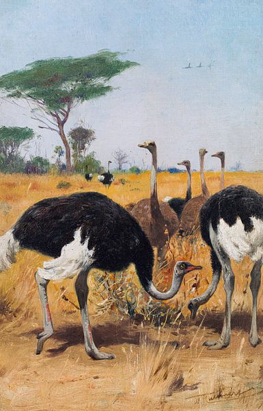 Wilhelm Kuhnert, herd of ostriches by Atelier Liesjes