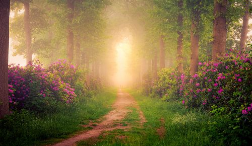 Rhododendrons in misty forest