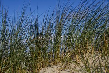 Helmgras op Nederlandse strand duin van Peter van Weel