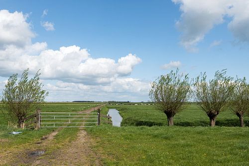 Polderlandschap met hek en wilgen Alblasserwaard