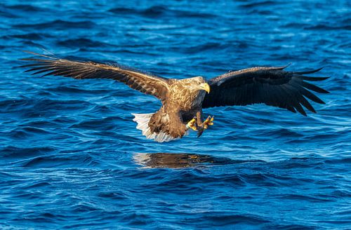 Zeearend  (Haliaeetus-albicilla) jaagt in een Fjord
