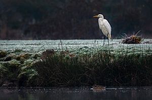 Reiher am Ufer (im Winter)