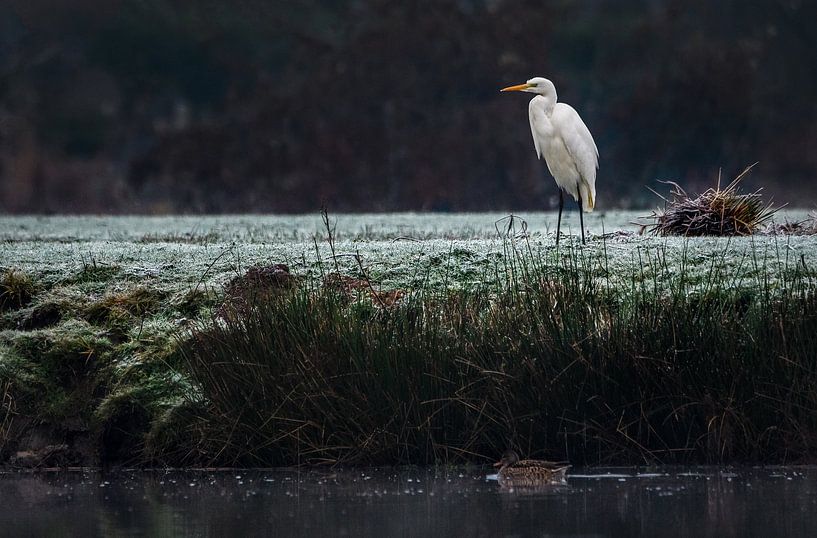 Zilverreiger langs de oever ( in de winter ) van Chi