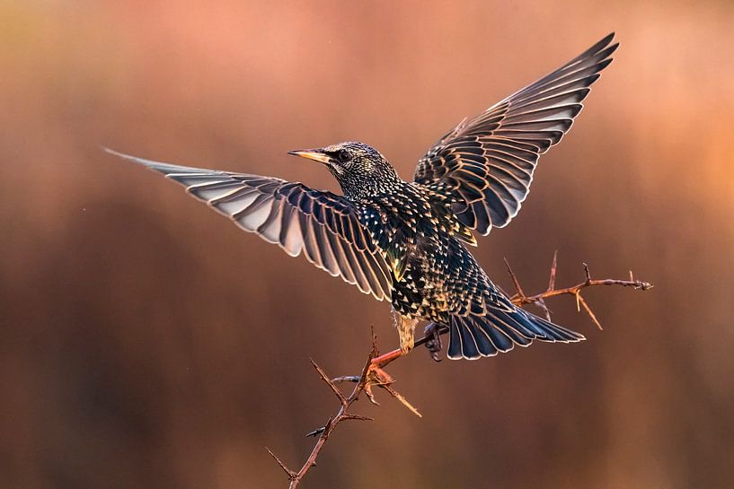 Star, Sturnus vulgaris von Beschermingswerk voor aan uw muur