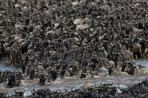 Gnoes steken de Mara Rivier over tijdens de Migratie.