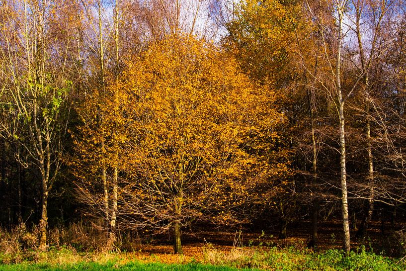 Gouden boom van FotoGraaG Hanneke