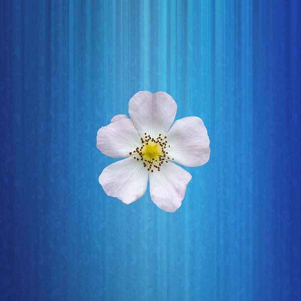 Weiße Waldrose auf blauem Fantasy-Hintergrund von Ribbi