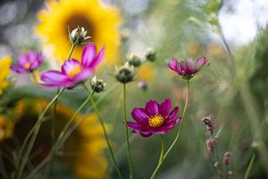 fleurs sur Monique de Koning