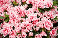 roze