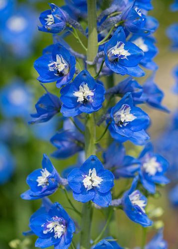 Delphinium elatum, ridderspoor