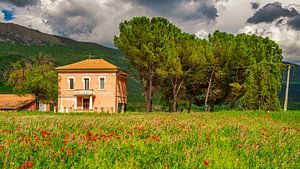 Bauernhof in Italien mit blühendem Mohn I