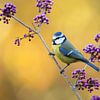 Mésange bleue en automne sur Jasper Kok