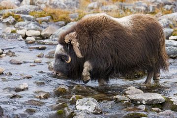 Muskusos steekt een rivier over (Ovibos moschatus) van Daniela Beyer