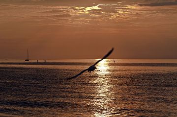 Dunkle, magische Schwingen über dem Meereswasser