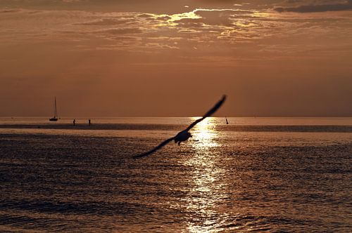 Dunkle, magische Schwingen über dem Meereswasser von Silva Wischeropp