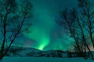 Noorderlicht in de nachtelijke hemel boven de Lofoten, Noorwegen van Sjoerd van der Wal Fotografie thumbnail