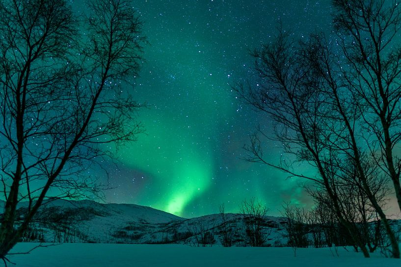 Noorderlicht in de nachtelijke hemel boven de Lofoten, Noorwegen van Sjoerd van der Wal Fotografie