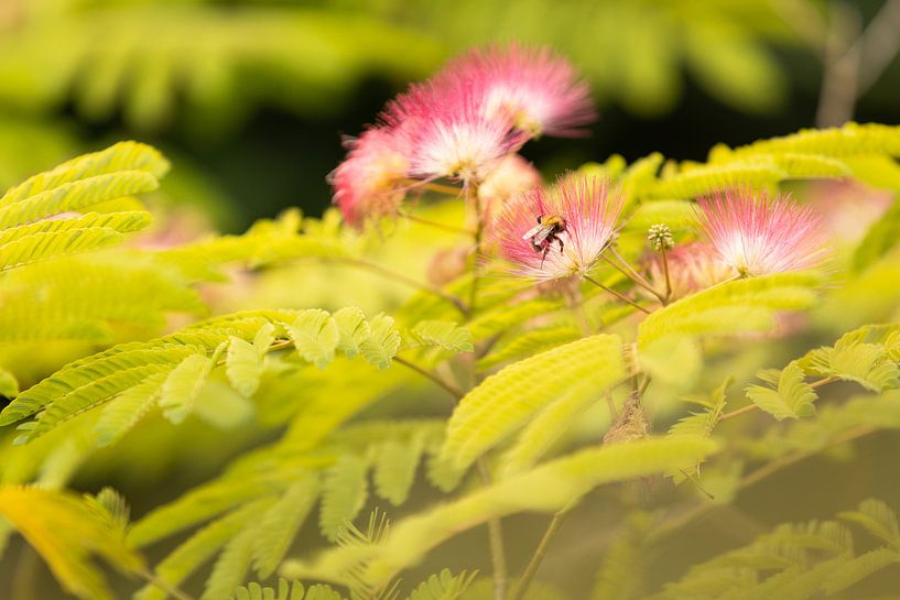 Hommel op zijdebloem van Marijke van Eijkeren