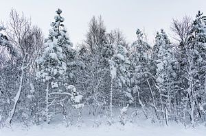 L'hiver en Laponie