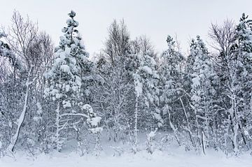 L'hiver en Laponie sur KC Photography