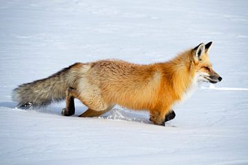 Fox in the snow by Dick Hoogenboom