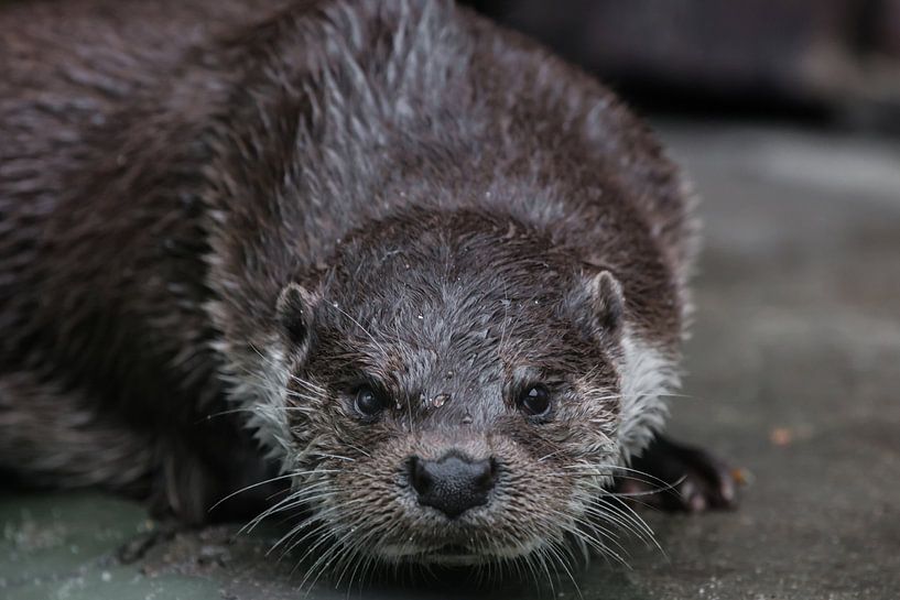 Portrait of a beautiful river otter muzzle close-up full face look at you, ready for anything and lo by Michael Semenov