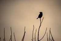Schwarzkehlchen in der Abendsonne