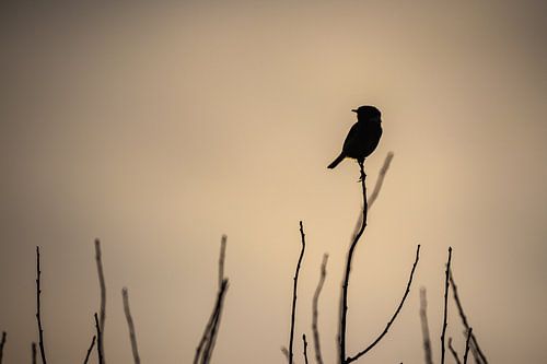 Stonechat in the evening sun