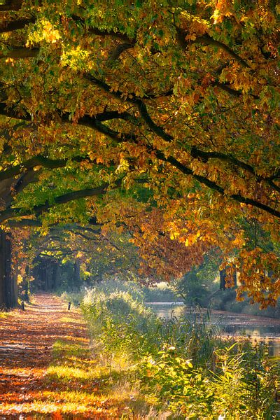 Herfstpad langs het water – Zonlicht door gekleurde bladeren van Saranda in t Veld Fotografie