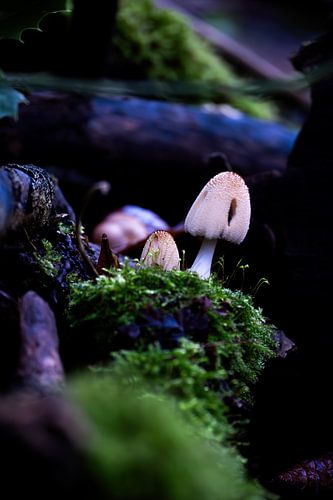 Paddestoel in herfst